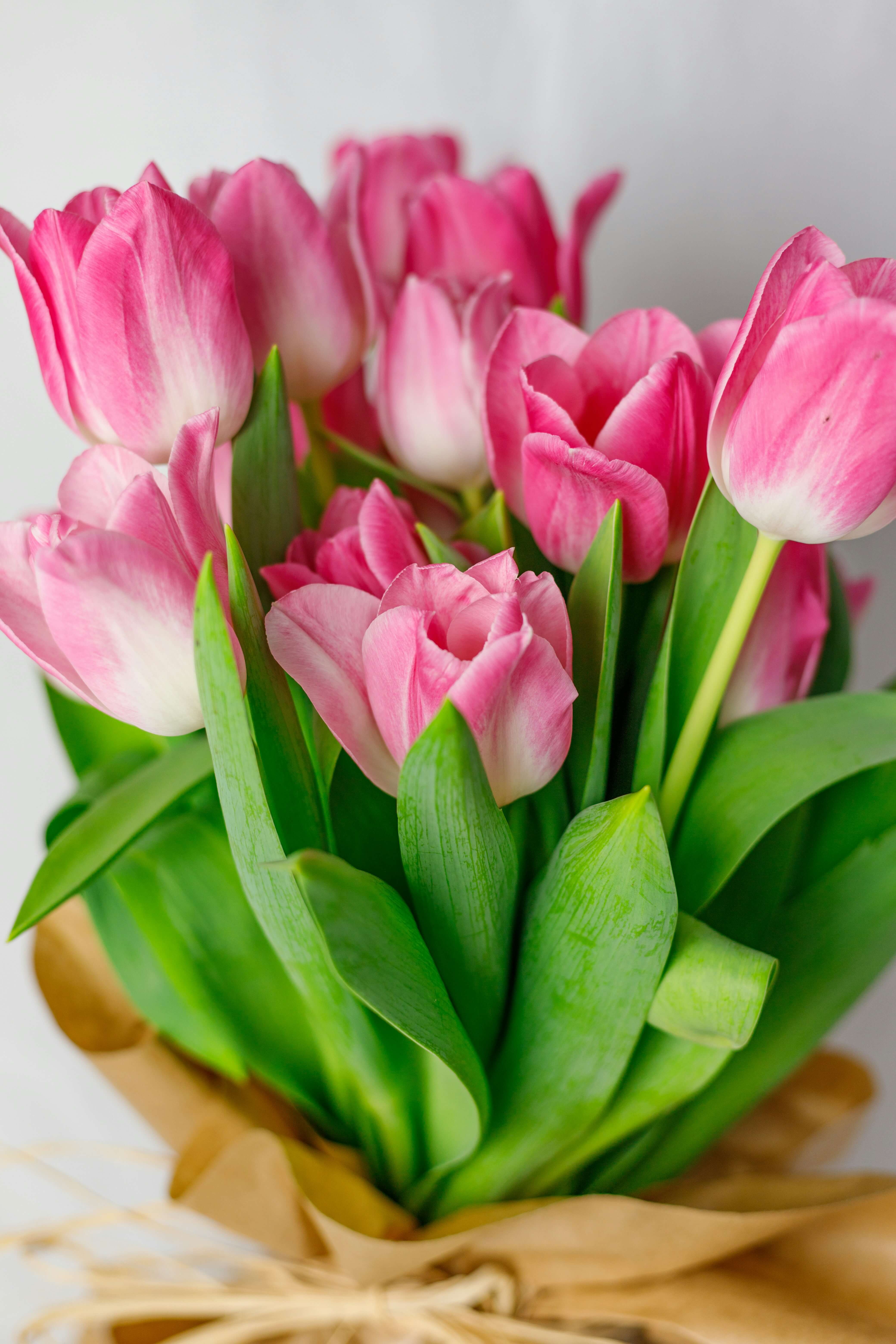 Tulip Flower